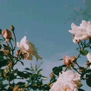 Meet your Posher, Niccola